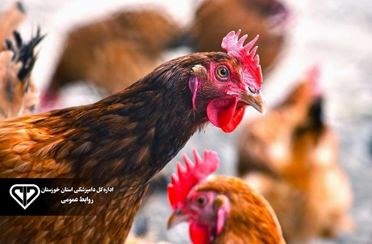 برخورد قاطع دامپزشکی مسجدسلیمان با فروش غیرمجاز طیور بومی در معابر عمومی